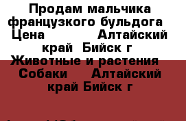 Продам мальчика французкого бульдога › Цена ­ 5 000 - Алтайский край, Бийск г. Животные и растения » Собаки   . Алтайский край,Бийск г.